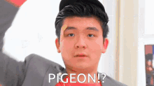 Steven He Pigeon GIF - Steven He Pigeon GIFs