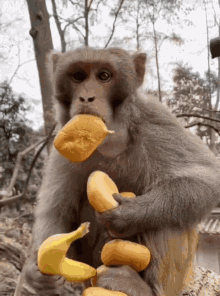 Eating Hungry GIF - Eating Hungry Monkey GIFs