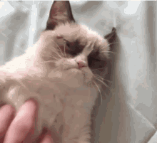 Não Quero / Nem Vem / Grumpy Cat GIF - Grumpy Cat No Thanks GIFs