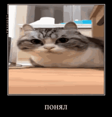Comaru Komaru GIF - Comaru Komaru Cat Demotivator GIFs