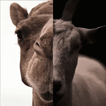Messi Goat Messi World Cup GIF