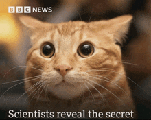 a close up of a cat with the words bbc news behind it