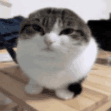a brown and white cat is sitting on a wooden table .