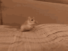 Mouse What GIF - Mouse What Wtf GIFs