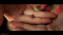 a close up of a person holding a bug in their hand .