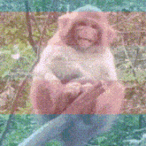 a monkey is sitting on a tree branch with a blue background