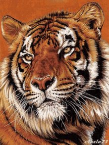 Tiger Fur GIF - Tiger Fur Wild Animal GIFs