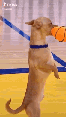 Dog Basketball GIF - Dog Basketball Puppy GIFs