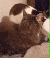 Cat Scared Cat GIF - Cat Scared Cat Yelling Cat GIFs