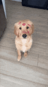 a puppy with red lipstick on its face looks at the camera