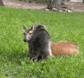 a deer and a squirrel are laying in the grass .