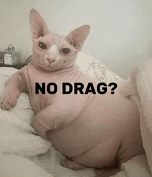a hairless cat is laying on a bed with the words " no drag " behind it