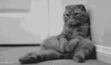 Tired Of Waiting GIF - Tired Of Waiting Cat Kitten GIFs