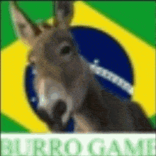 Burro Games Brasil GIF - Burro Games Burro Games GIFs