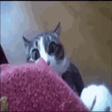 What Shocked GIF - What Shocked Shock GIFs