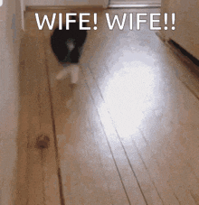 a cat is walking down a hallway with the words " wife wife " written on the floor