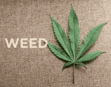 weed dope gras marijuana smoking