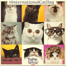 International Cat Day National Cat Day GIF - International Cat Day National Cat Day Happy Cat Day GIFs
