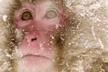 Do You See This? GIF - Snowing Winter Monkey GIFs