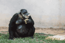 Chimp GIF - Chimp GIFs
