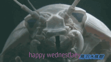 Isopod Wednesday GIF - Isopod Wednesday GIFs