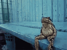 sitting frog