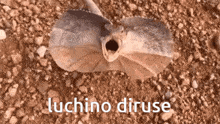 Luchino Diruse Professor GIF - Luchino Diruse Professor Evil Reptillian GIFs