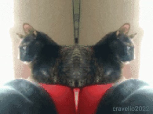 Double Take Gif Cats Gif GIF - Double Take Gif Cats Gif Crazy Cat GIFs