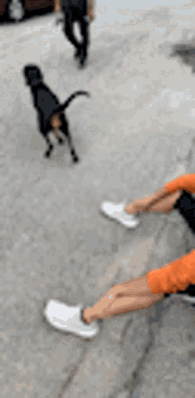 a person is sitting on the sidewalk while a dog runs behind them .