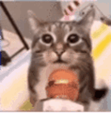Ohuwl Cat GIF - Ohuwl Cat GIFs