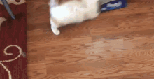 Cat Stuck GIF - Cat Stuck Fail GIFs