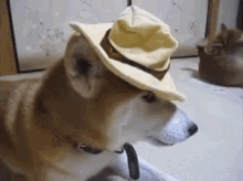 Dog Shiba Inu GIF