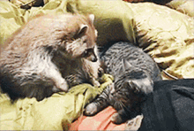 Hug Attack GIF - Hug Attack Cat Love GIFs