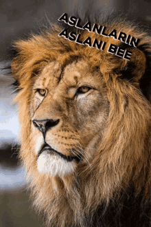 aslanlar%C4%B1n aslan%C4%B1bee