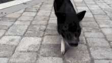 What A Pig! GIF - Popsicle Pig Cute GIFs