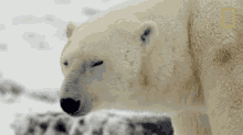 Observing Polar Bear Destination Wild GIF - Observing Polar Bear Destination Wild Staring GIFs