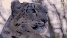Head Turn Snow Leopards101 GIF