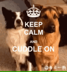 dog hugs sweet keep calm and cuddle on
