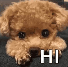 hi hello greet cute puppy