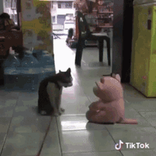 Cat Pig GIF - Cat Pig Angry GIFs