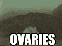 Ovaries Shark Week GIF - Ovaries Shark Week Memes GIFs
