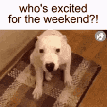 Weekend Happy GIF - Weekend Happy Dog GIFs