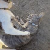 a cat with a white collar is playing with another cat on the ground