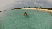 Pig Swimming In Ocean At Pig Island GIF