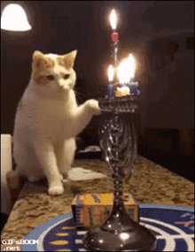 Flame Fire GIF - Flame Fire Cat GIFs