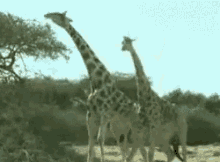 giraffe fight neck