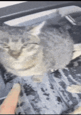 a close up of a cat 's face with a person 's hand touching it