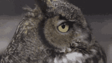 Eule Owl GIF - Eule Owl Lyn GIFs