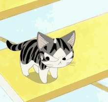 Chi Cat GIF - Chi Cat Chis Sweet Home GIFs
