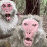 який красень смішна мавпа GIF - який красень смішна мавпа кумедна GIFs